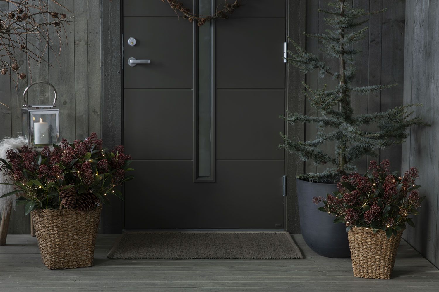Skimmia med lys